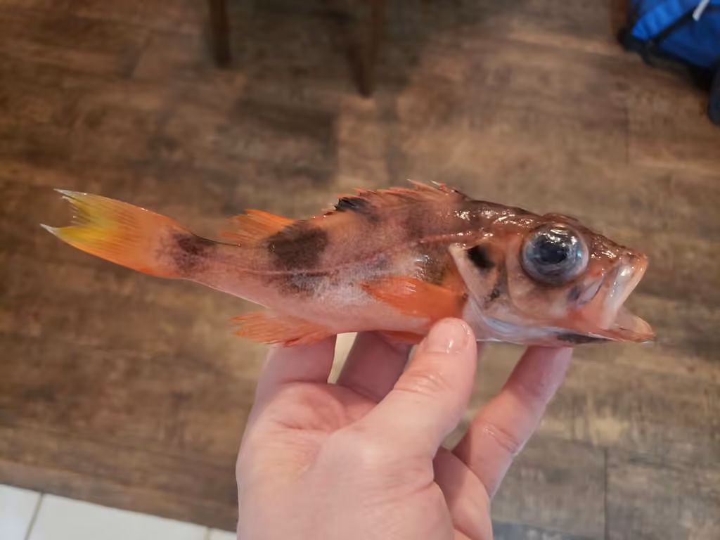 Deepwater Redfish, Juvenile