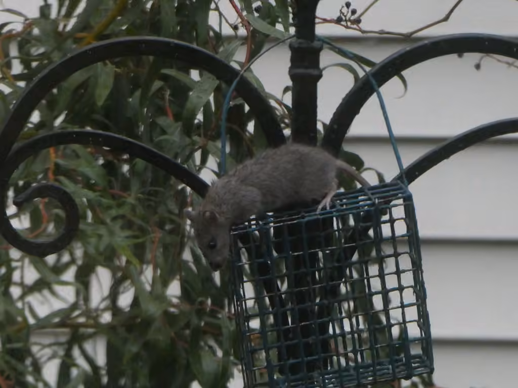 Rat surmulot, Juvénile