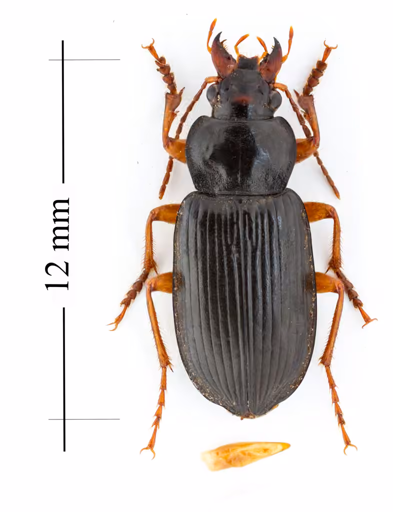 Crowned harp ground beetle, Adult male
