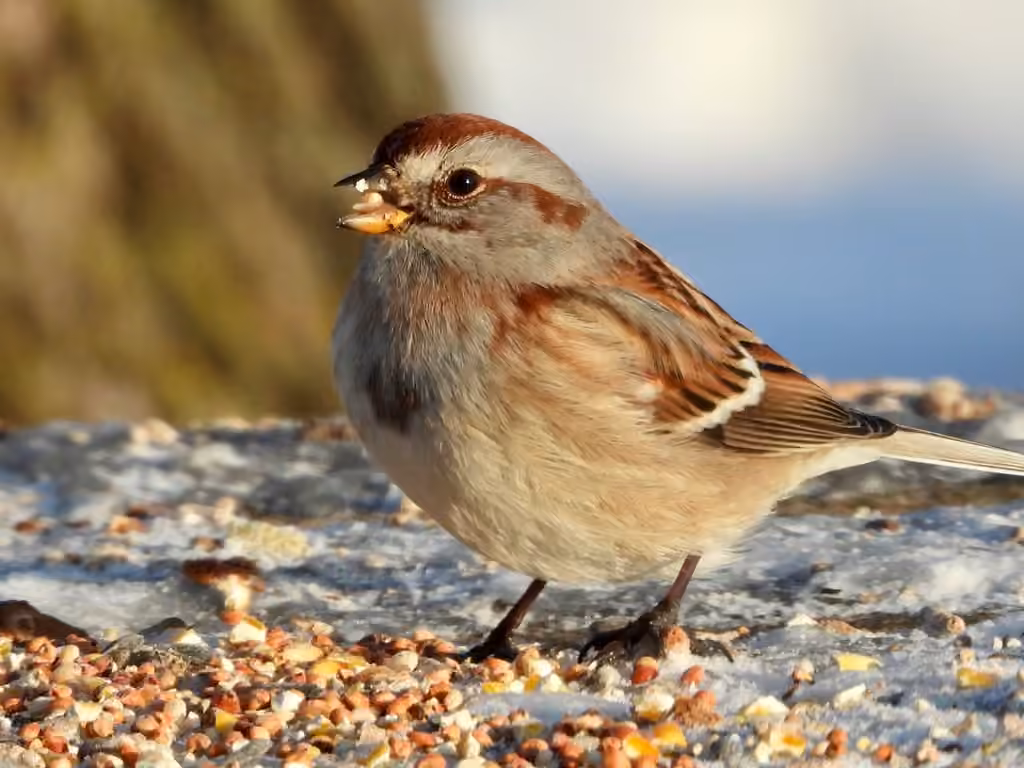 American Tree Sparrow, photo 3 of 5