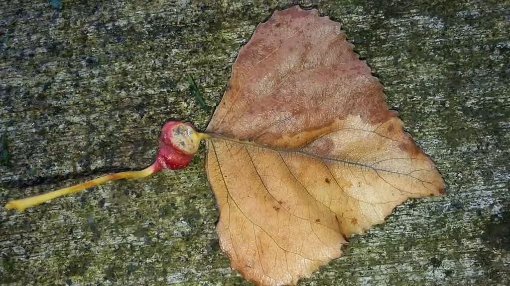 Poplar Spiral Gall Aphid, Nymph