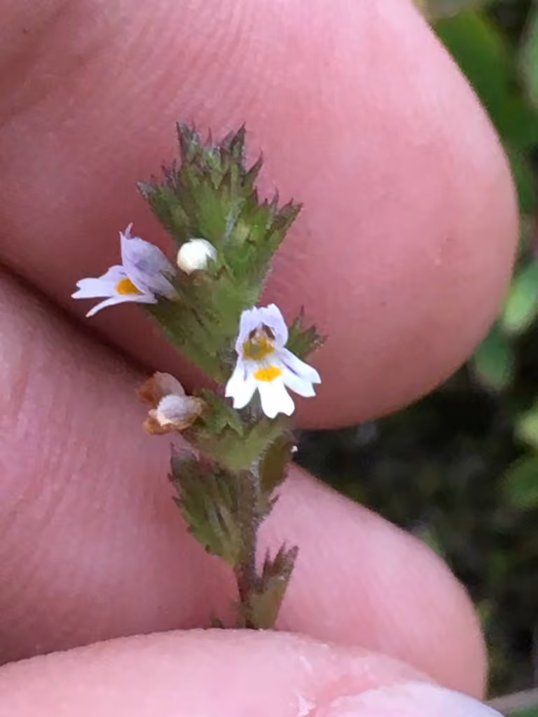 Hudson Bay eyebright, photo 3 of 5