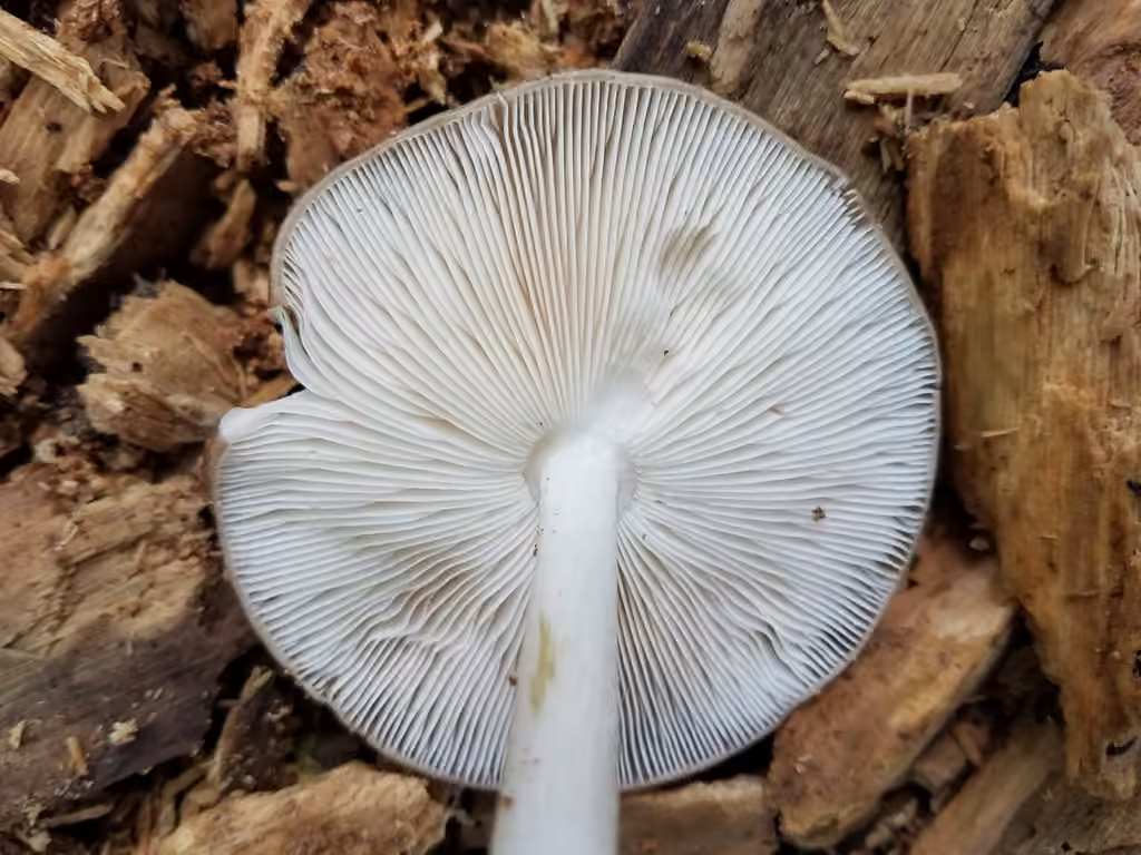 Plutée couleur de cerf, photo 2 sur 5