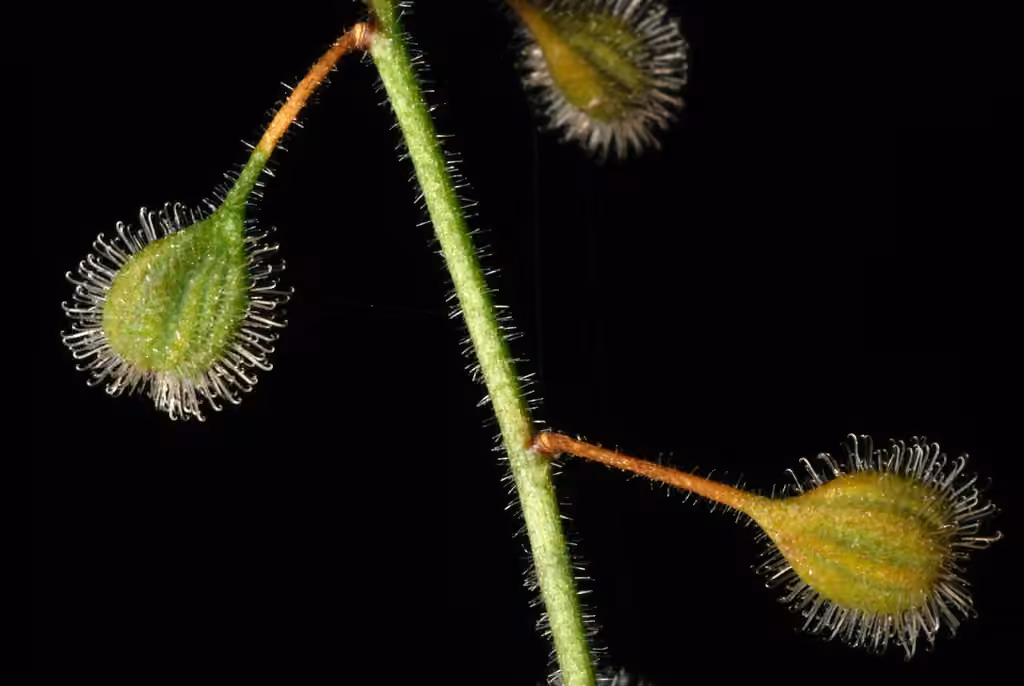 Broadleaf enchanter's nightshade, In fruit