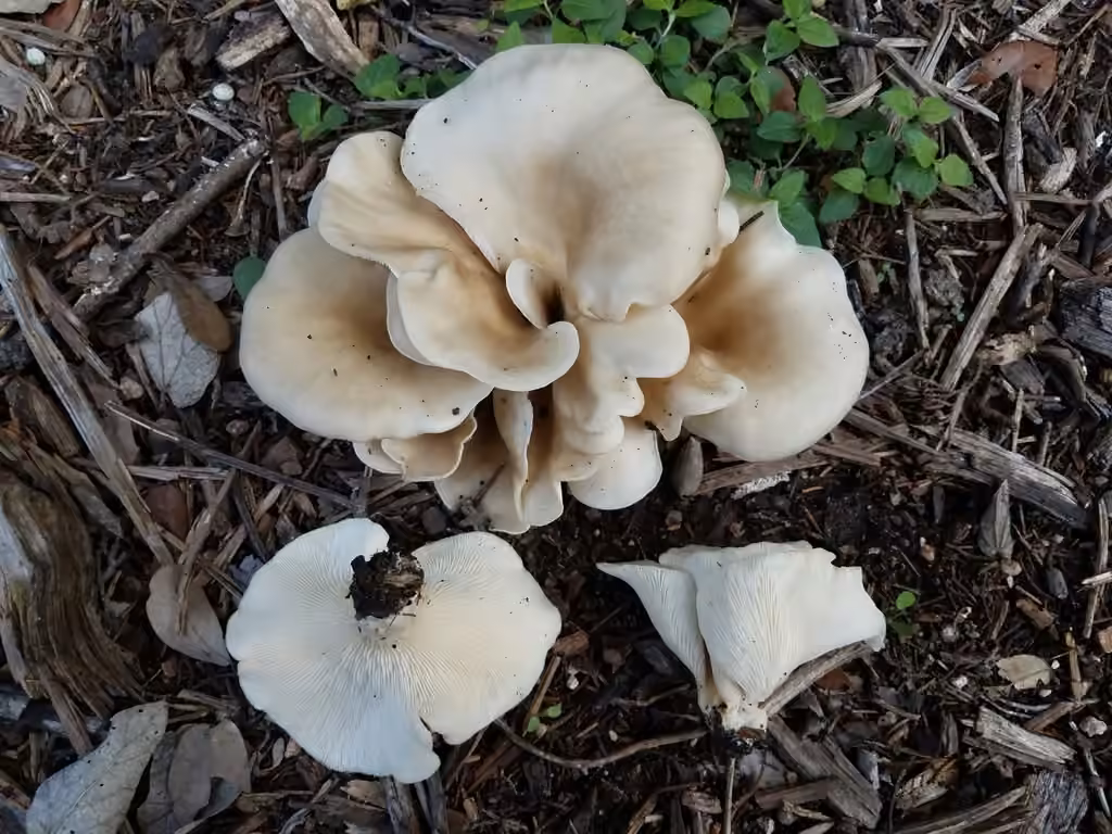 Pleurote petaloïde, photo 2 sur 5