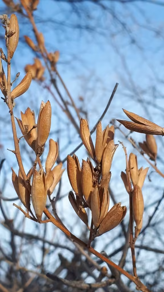 Common lilac, In fruit