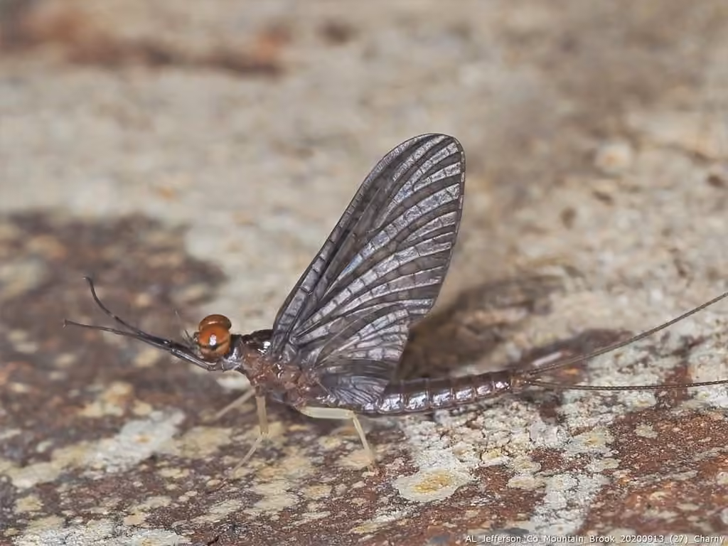 Isonychie bicolore, photo 3 sur 5