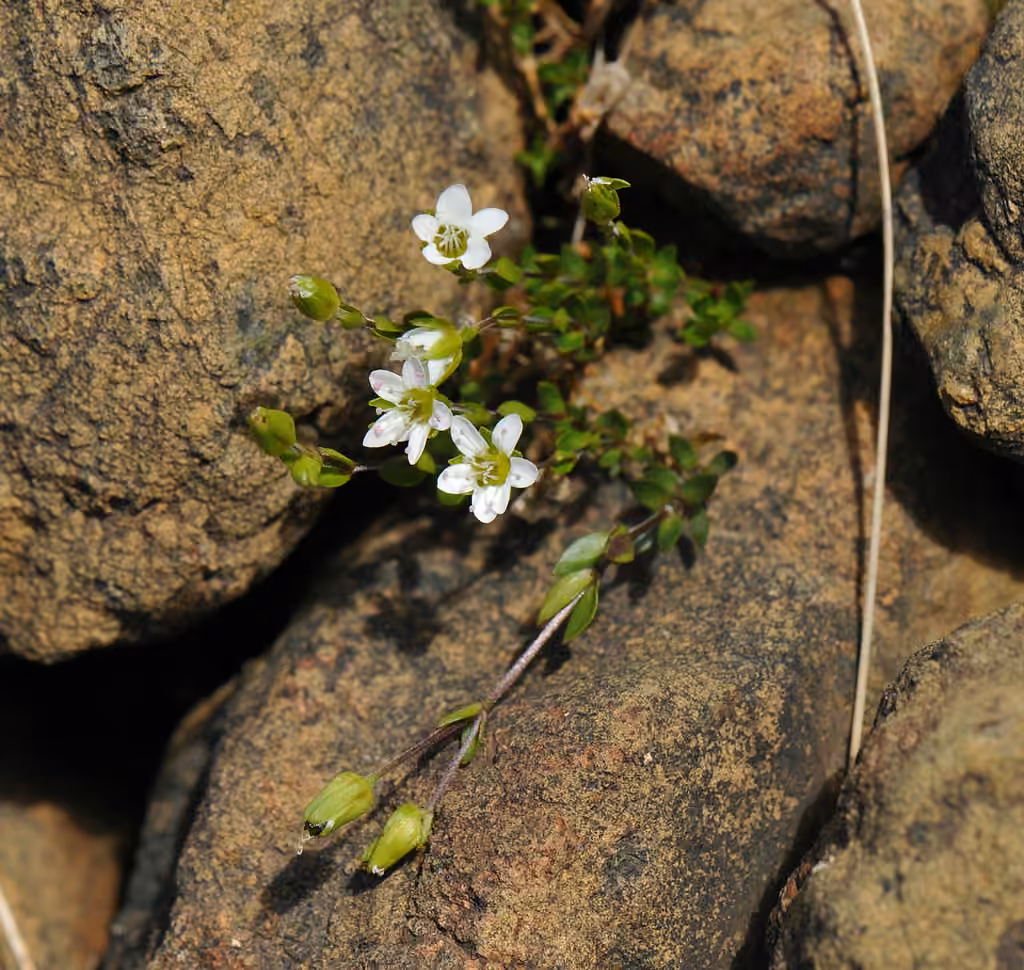 Creeping sandwort