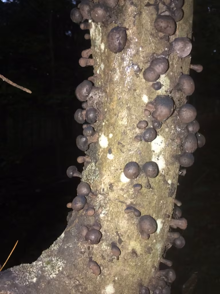Daldinia vernicosa Group, photo 3 of 5