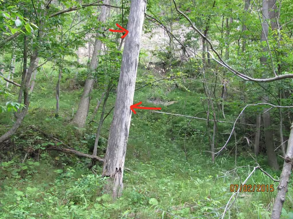 Dutch Elm Disease, photo 2 of 5