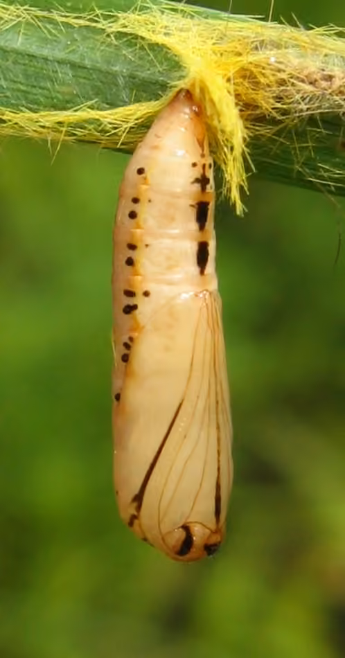 Yellow-collared Scape Moth, Pupa