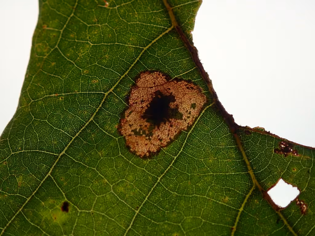 Phyllonorycter aeriferella, Leaf mine