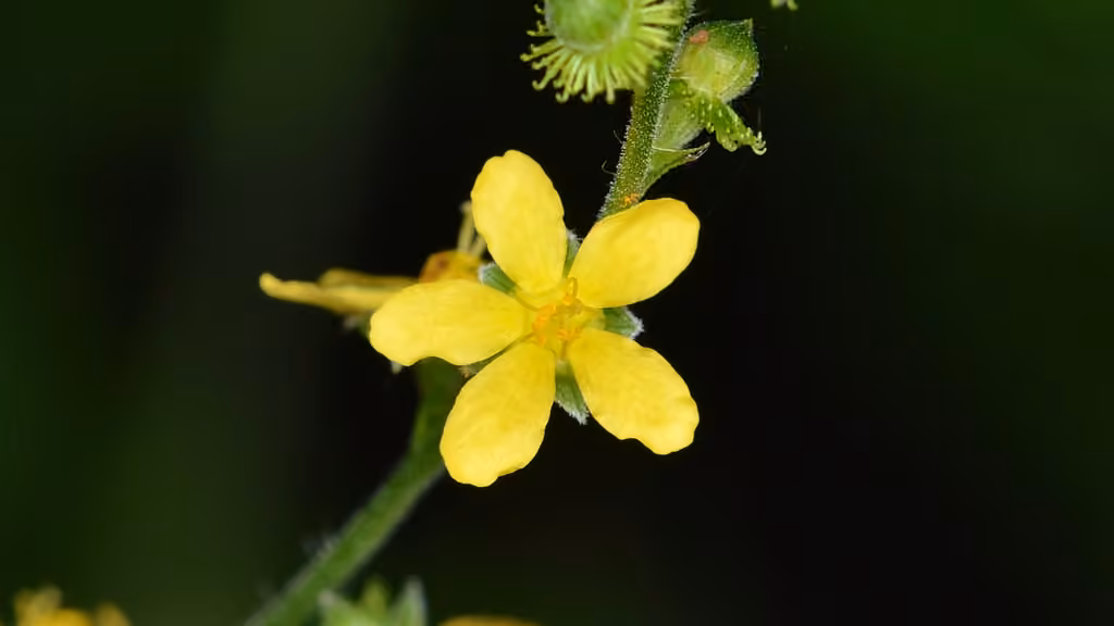 Tall hairy agrimony, photo 3 of 5