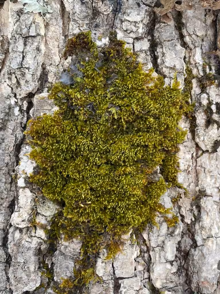 Intricate pylaisia