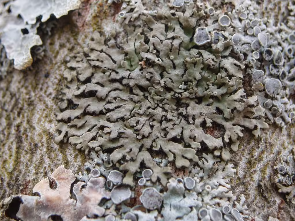 Phéophyscie ciliée, photo 2 sur 5
