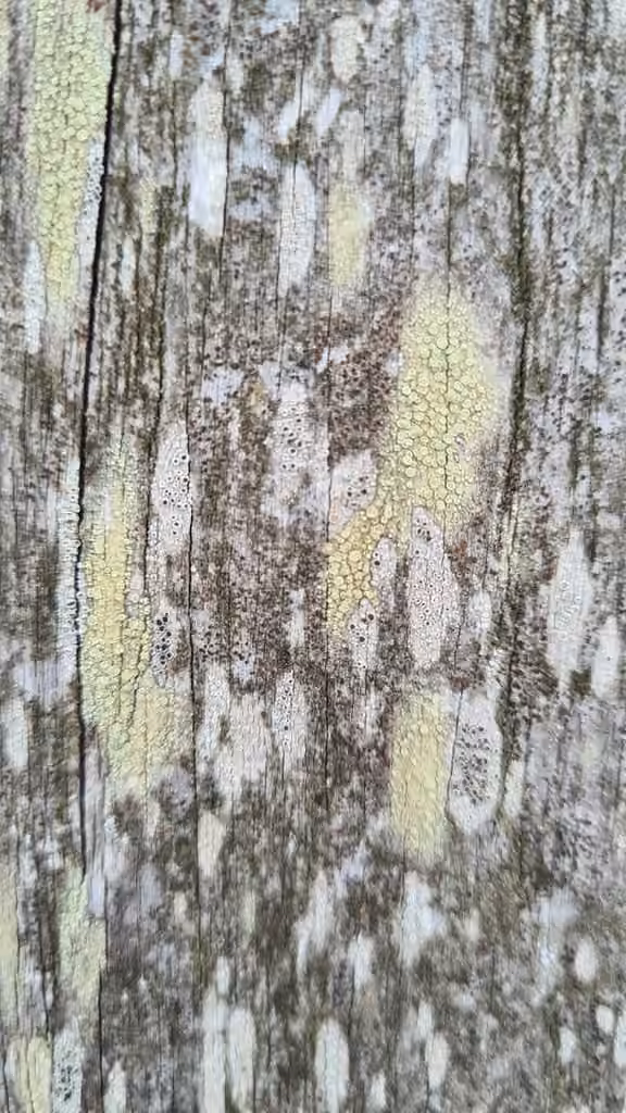 Greenish Yellow Rim-lichen, photo 1 of 5