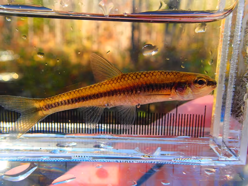 Blacknose Shiner, photo 3 of 5