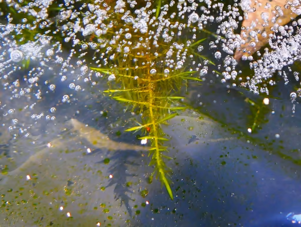 Calliergonelle cuspidée, photo 2 sur 5