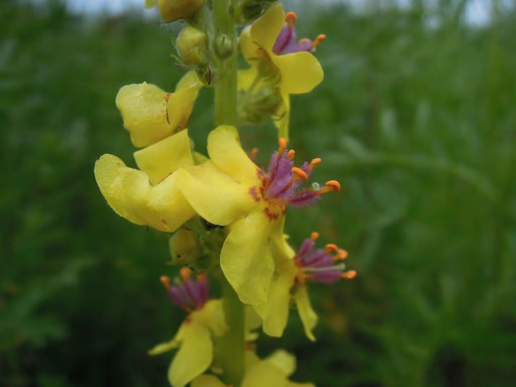 Black mullein, Flower buds