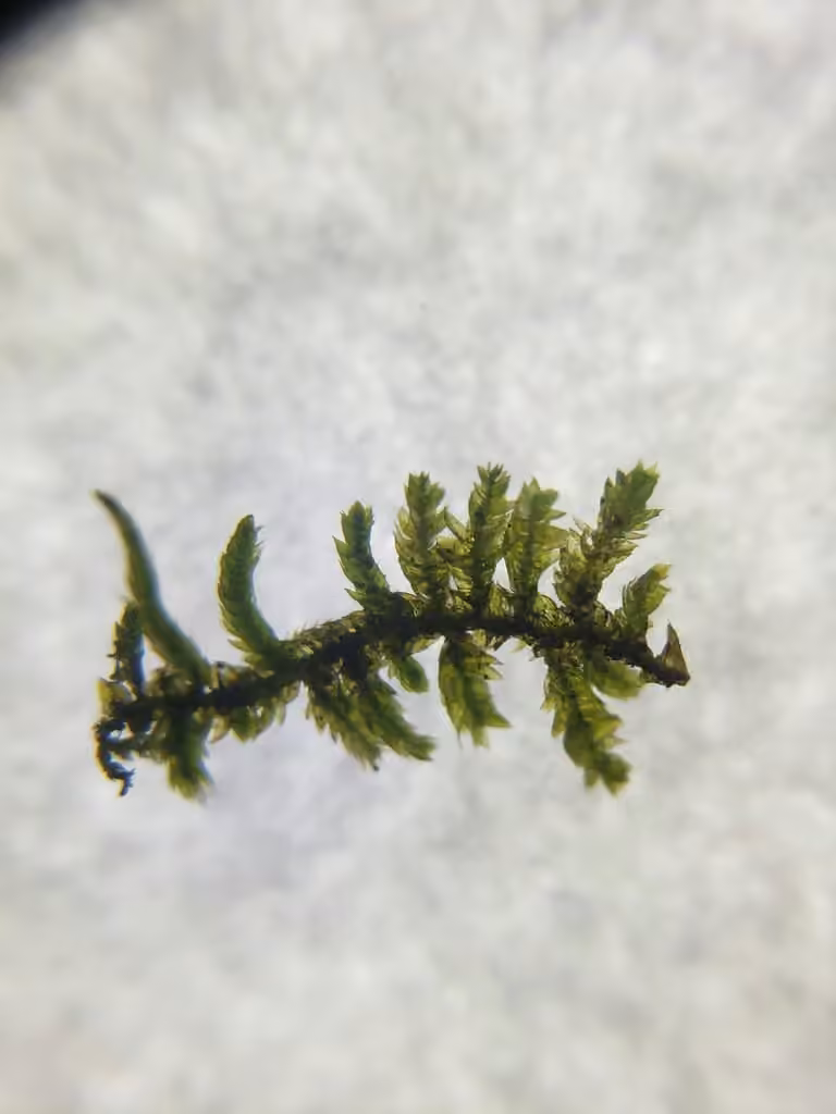 Entodon séduisant, photo 2 sur 5
