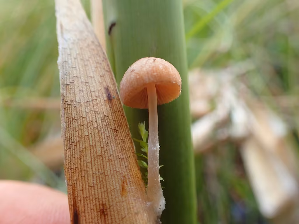 Candolleomyces typhae, photo 3 sur 5