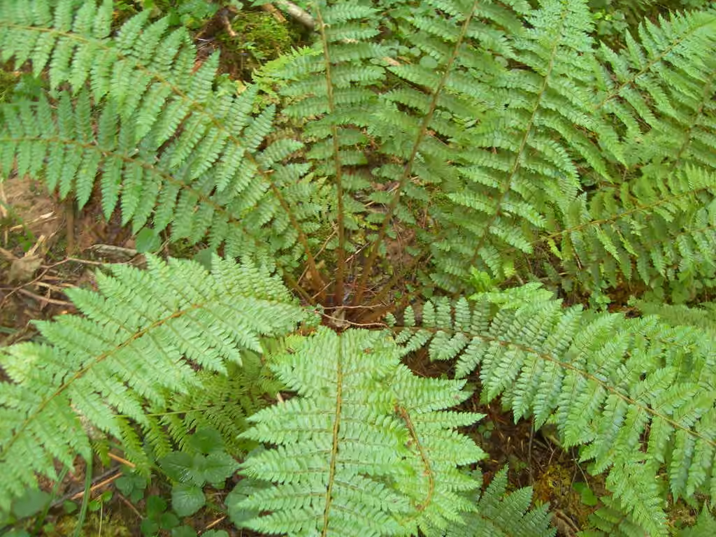 Polystic de Braun, photo 3 sur 5