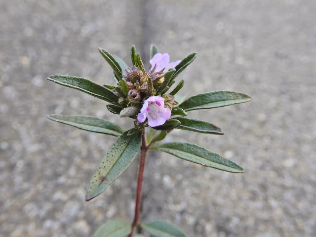 Summer savory, In flower