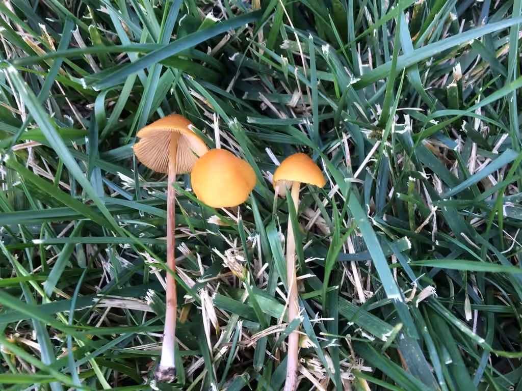 Conocybe doré, photo 3 sur 5