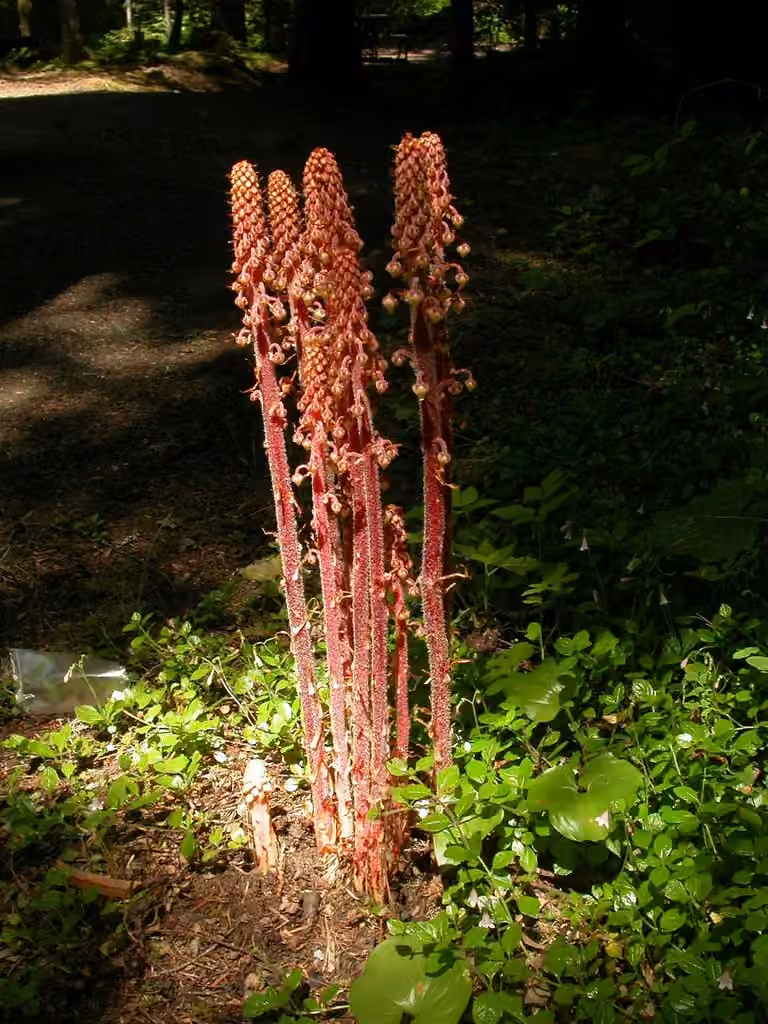 Woodland pinedrops, photo 1 of 5
