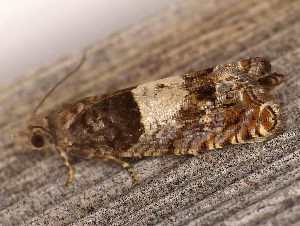 Walker's Epinotia Moth, Adulte