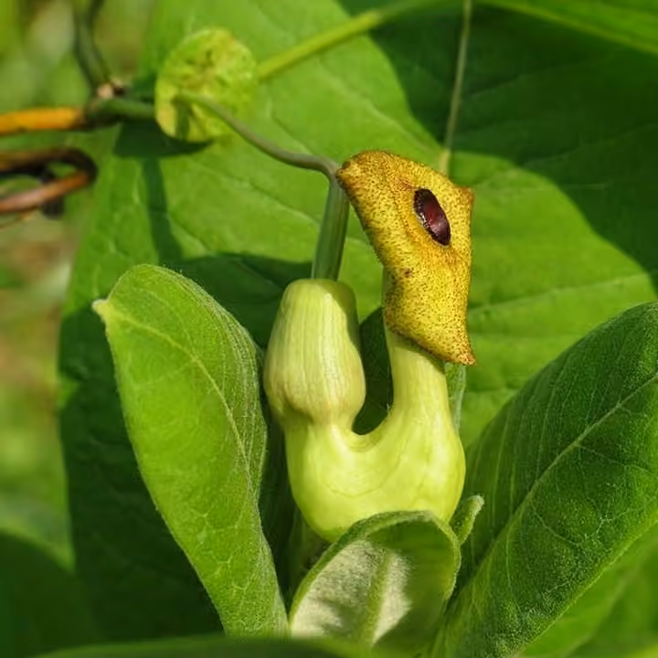 Aristoloche à grandes feuilles