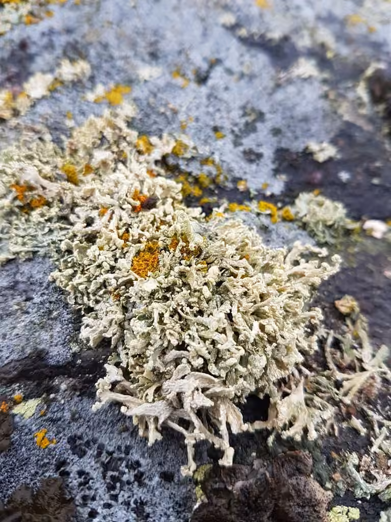 Ramaline polymorphe, photo 1 sur 5