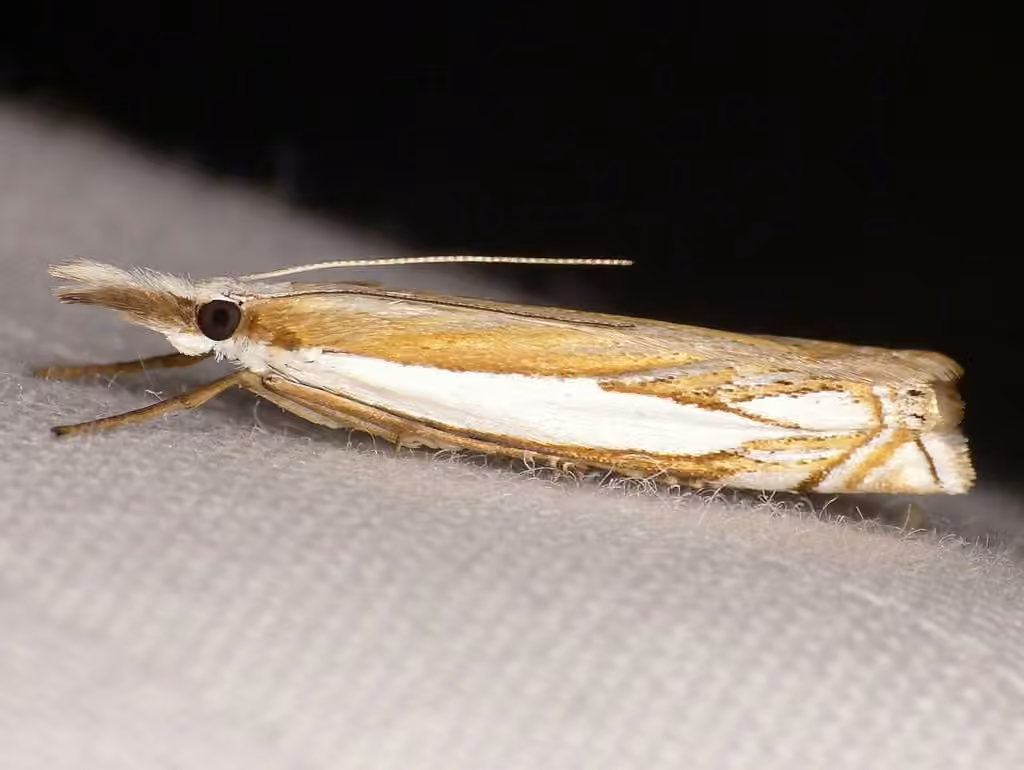 Inlaid Grass-veneer, Adult