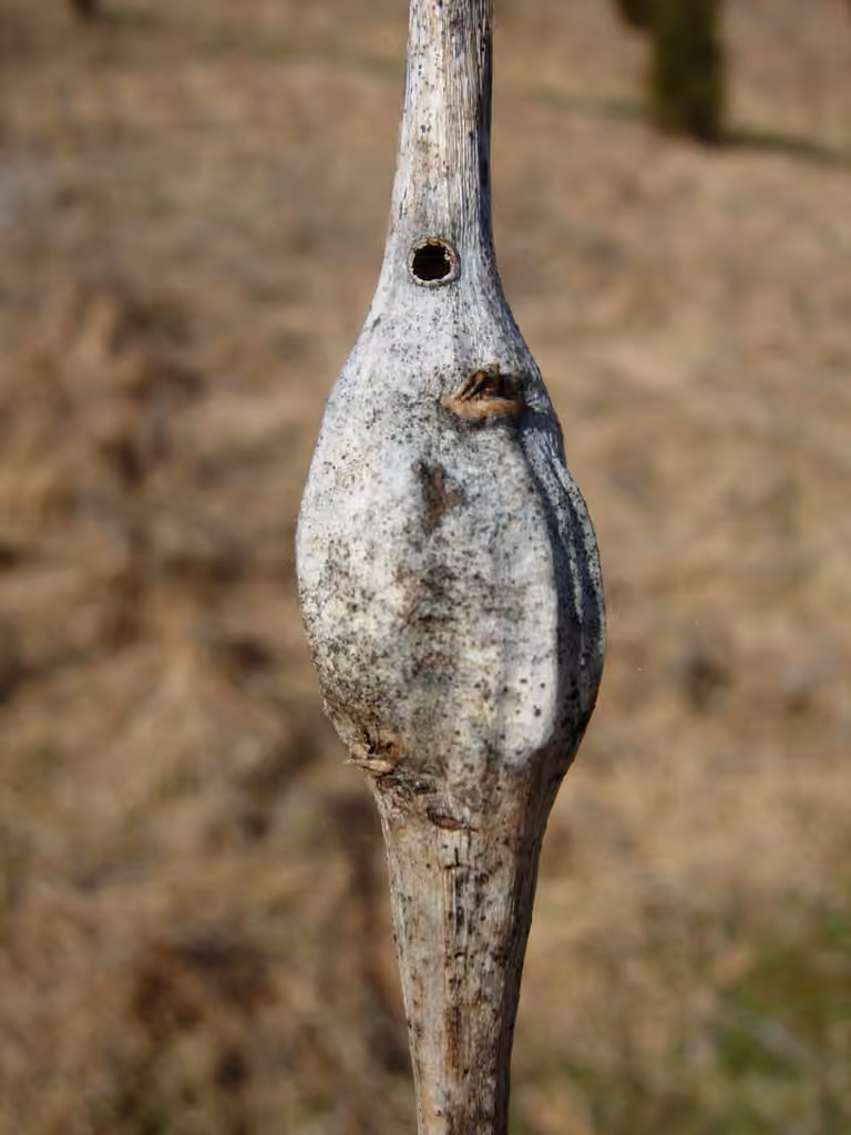 Goldenrod Elliptical-Gall Moth, Pupa