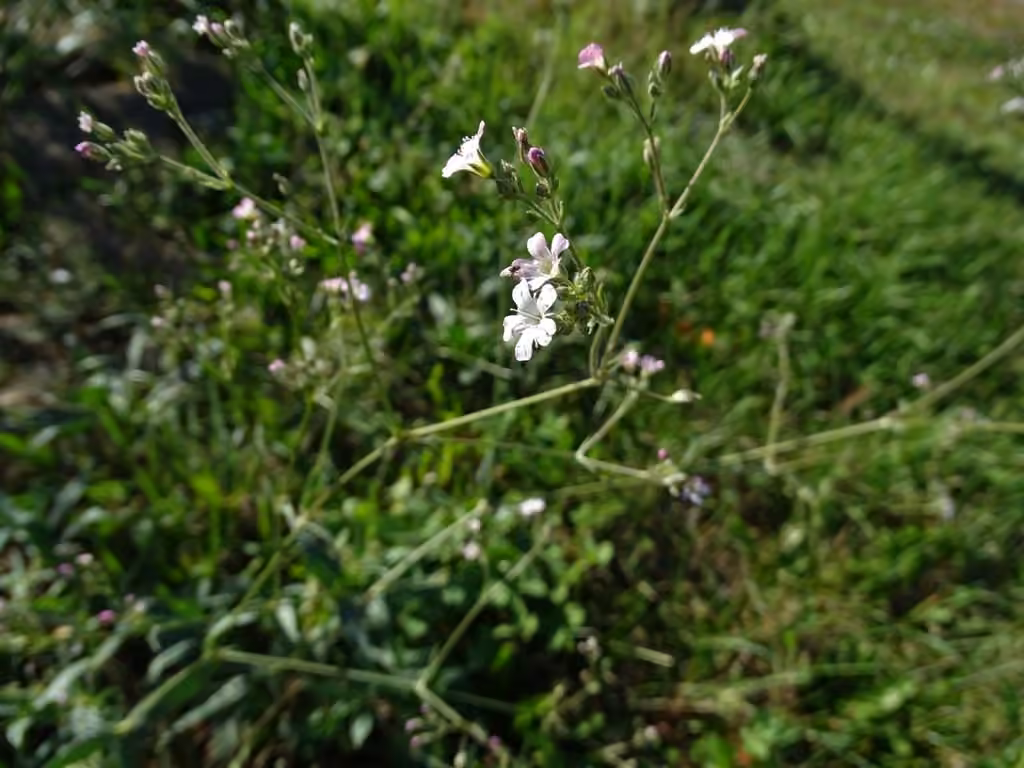 Garden baby's-breath, In flower