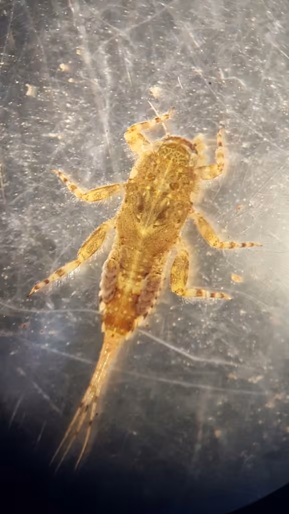Sulphur Dun, Nymph