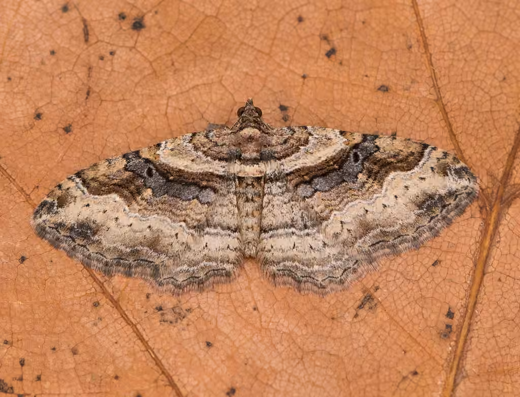 Bent-lined Carpet, Female