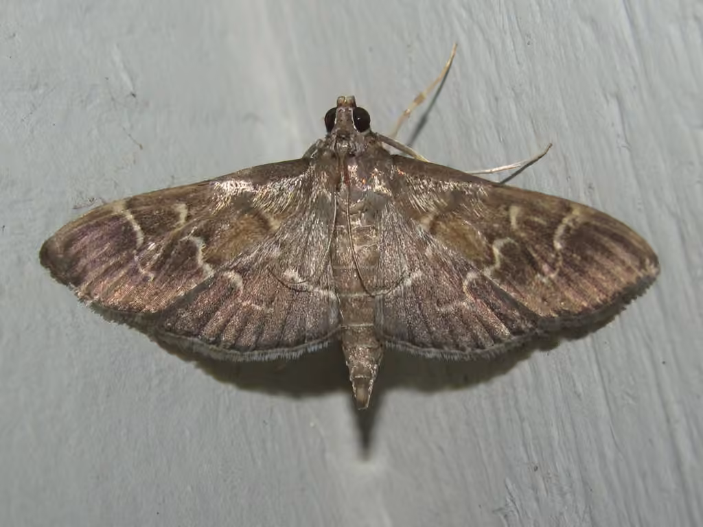 Scraped Pilocrocis Moth, photo 1 of 5