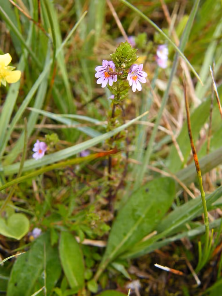 Euphraise à petites fleurs, photo 3 sur 5