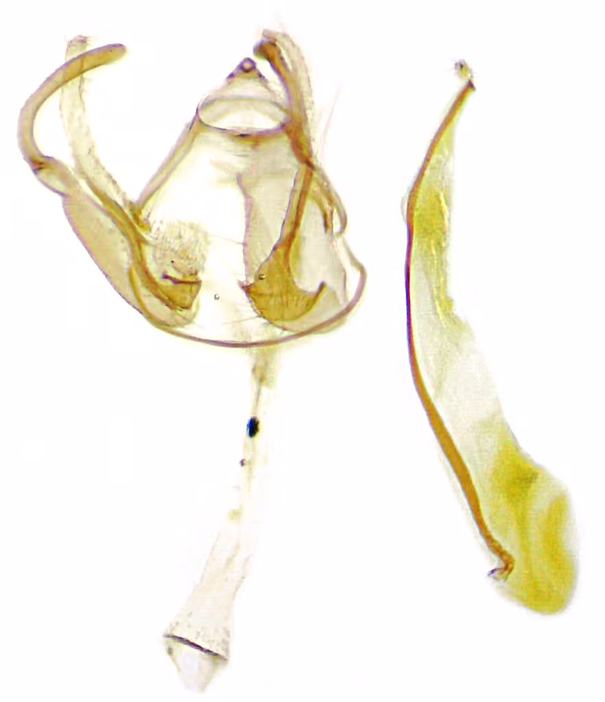 Hypatopa vestaliella, Mâle adulte