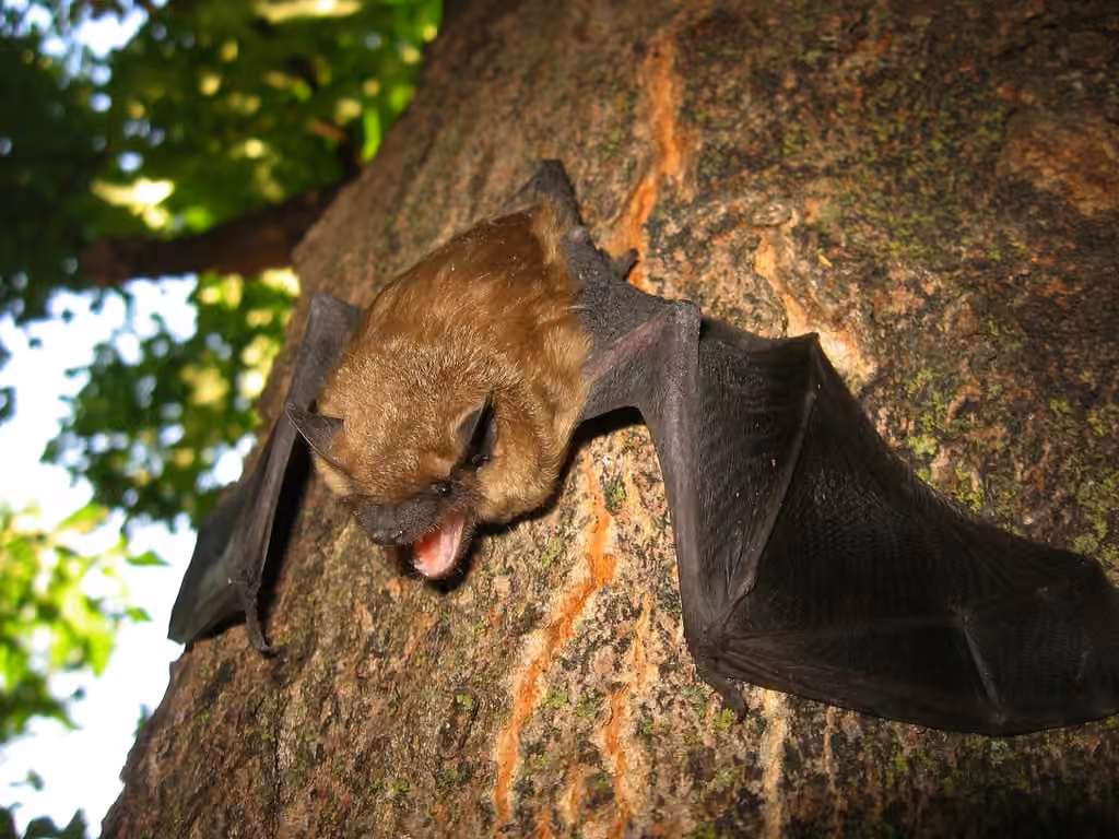 Grande chauve-souris brune, Adulte