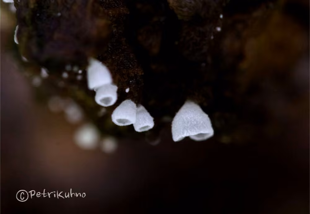 Calathella eruciformis