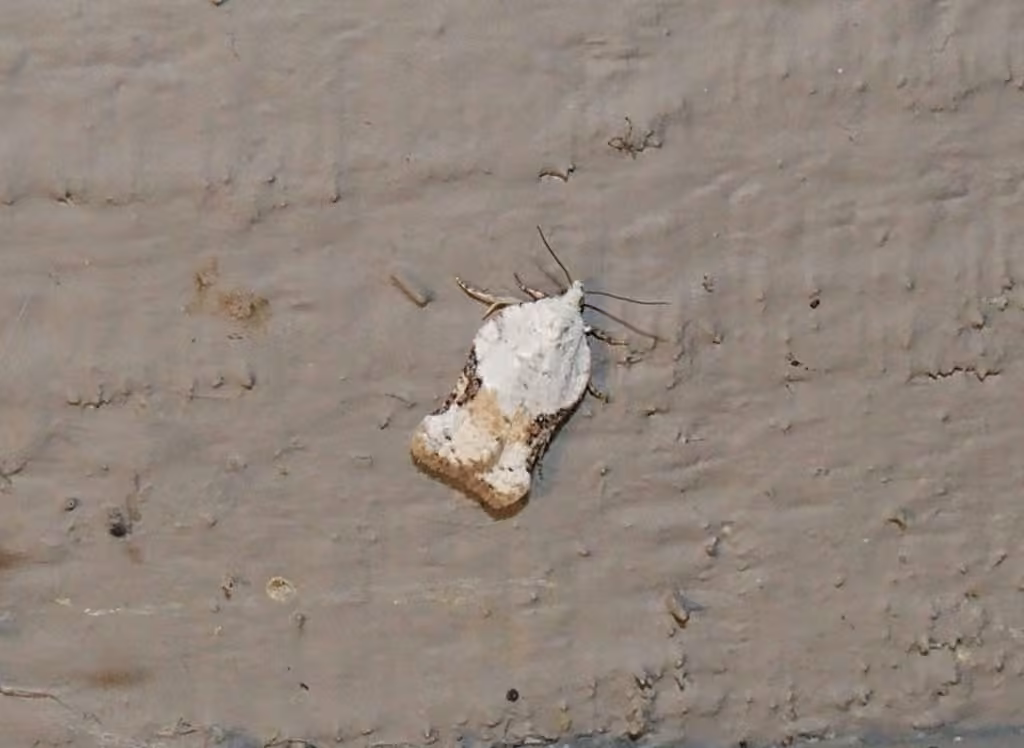 Bent-winged Acleris Moth, Adulte