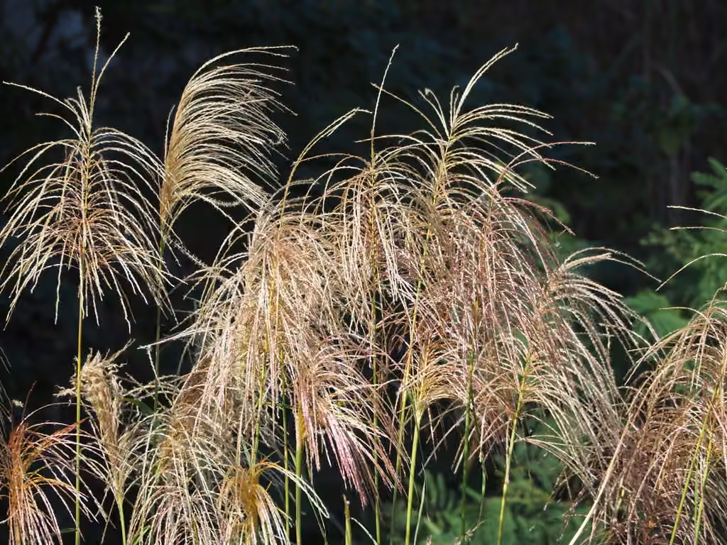 Miscanthus de Chine, photo 1 sur 5