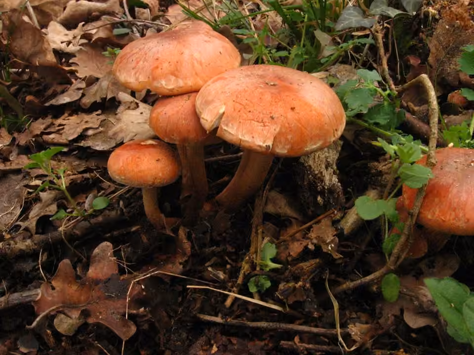 Hypholome couleur de brique, photo 2 sur 5