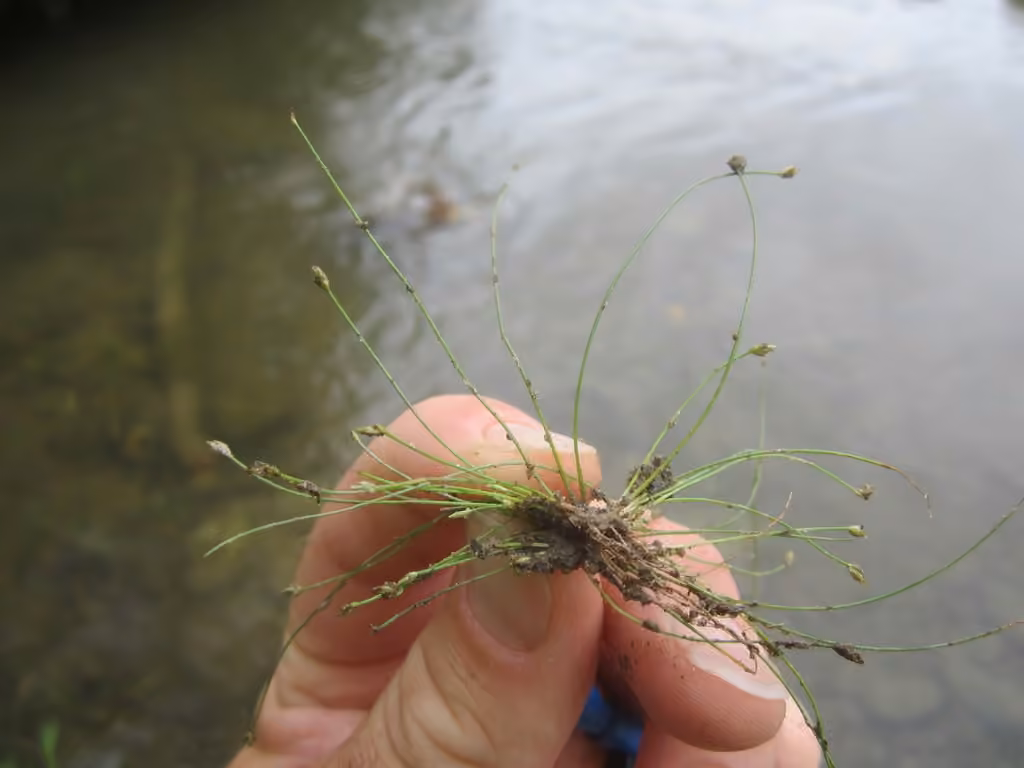 Matted spikerush, photo 1 of 5