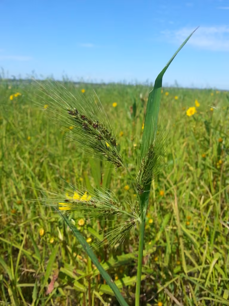 Échinochloa de Walter