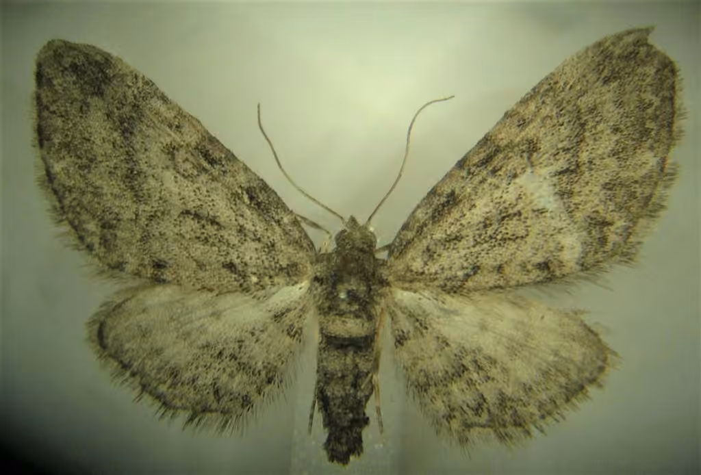 Early Brown Pug, Femelle