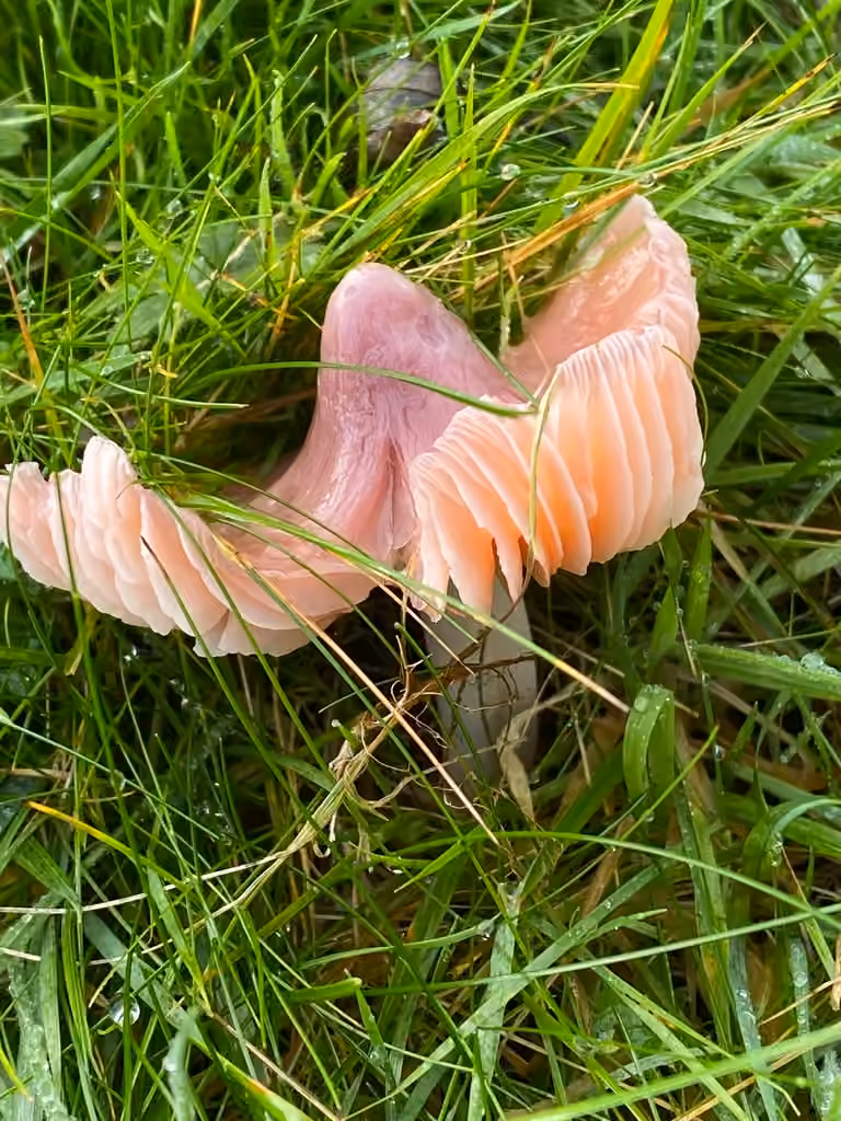 Pink Waxcap, photo 3 of 5