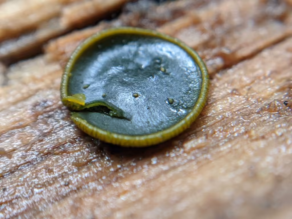 Olive Salver, photo 3 of 5